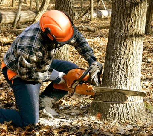 Tree Removal in Jeffersonville, VT